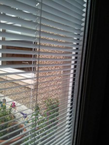 Integrated-Blinds-2